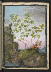 Adiantum capillus-veneris, from 