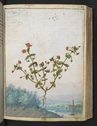 Anagalis arvensis: A plant with red flowers, from 