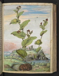 Aristolochia Rotunda: A Fruit Bearing Plant, from 