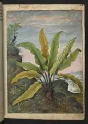 Asplenium scolopendrium, from 