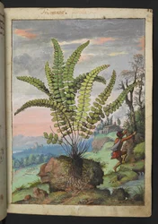 Asplenium trichomanes, from "Paintings of Flora of the Roman States" by Gherardo Cibo