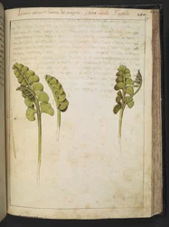 Botrychium lunaria (fern), from Paintings of Flora of the Roman States by Gherardo Cibo
