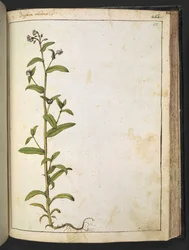 Buglossa, Anchusa azurea (Loddon Royalist), from 