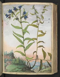 Buglossoides purpurocaerulea, from "Paintings of Flora of the Roman States" by Gherardo Cibo