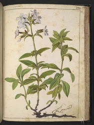 Caryophyllaceae (Soapwort): a genus of flowering plants in the pink family, from 