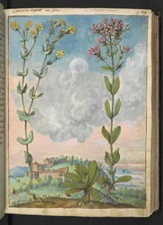 Centaurium erythraea, from 