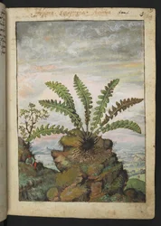 Ceterach officinarum, from "Paintings of Flora of the Roman States" by Gherardo Cibo
