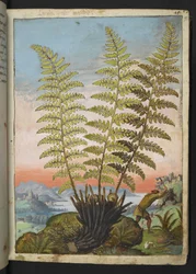 Dryopteris filix mas: A fern, from Paintings of Flora of the Roman States by Gherardo Cibo