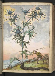 Eryngium maritimum, from "Paintings of Flora of the Roman States" by Gherardo Cibo