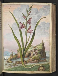 Gladiolus Italicus, from "Paintings of Flora of the Roman States" by Gherardo Cibo