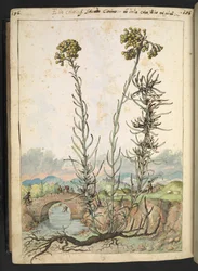 Helichrysum italicum: a plant with yellow buds, from 