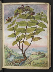 Hypericum hircinum, from 