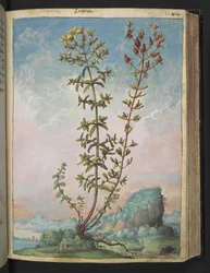 Hypericum perforatum, from 
