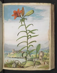 Lilium bulbiferum: A plant with red petals, from 