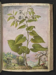 Lunaria redivivia, from 