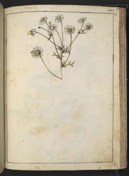 Matricaria chamomilla (Camomile), from "Paintings of Flora of the Roman States" by Gherardo Cibo