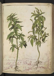 Mercurialis annua, from Paintings of Flora of the Roman States by Gherardo Cibo