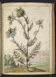 Nigella damascena, from 