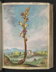 Orobanche gracilis, from "Paintings of Flora of the Roman States" by Gherardo Cibo
