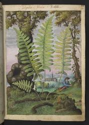 Polypodium, from Paintings of Flora of the Roman States by Gherardo Cibo
