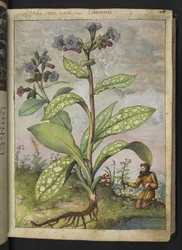Pulmonaria officinalis, from Paintings of Flora of the Roman States by Gherardo Cibo