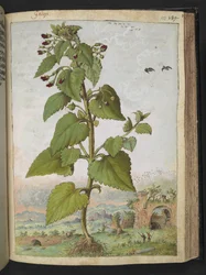 Scrophularia peregrina, from 