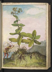 Sedum telephium, from "Paintings of Flora of the Roman States" by Gherardo Cibo