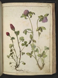 Trifolium incarnatum & Trifolium pratens, from 