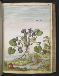 Viola Odorata, from 