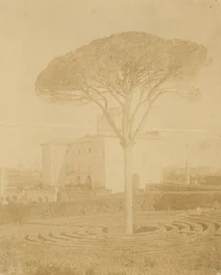 Tree in Formal Garden Outside Palazzo, 1860s-70s