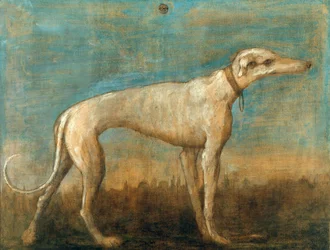 The Italian Sighthound