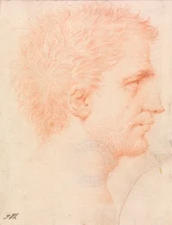 Head of a Man with Stubble Beard, Facing Right