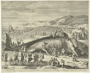 Stranded Whale at Berckhey, 1598