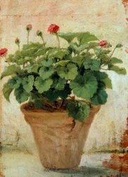 Vase with Geranium