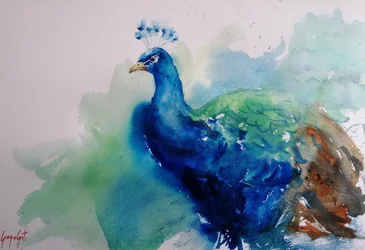 Elegant Blue Peacock