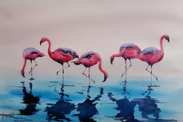 Wading Pink Flamingos