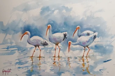 White Ibis Reflections