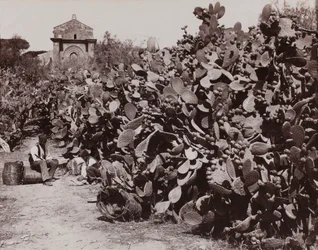 “Palermo. Prickly Pears” [Palermo. Harvesting Prickly Pear Fruits]