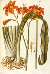 Orange Daylily (Hemerocallis fulva), Liliaceae