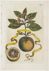 Aurantium Flore Duplici, from Hesperides