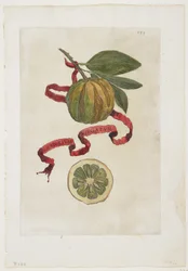 Aurantium Virgatum, from Hesperides, 1646
