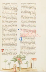 Decameron, The Pear Picking; Nicostrate Deceived by His Wife, Seventh Day, Tale 9.