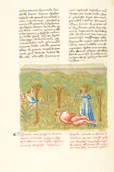 Decameron, The Sage Plant - Death of Pasquino, Fourth day, story 7