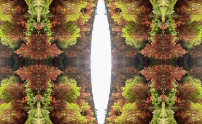 Unnatural 81