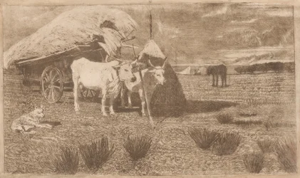 Oxen Yoked to a Cart (Maremma)
