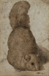A Squirrel