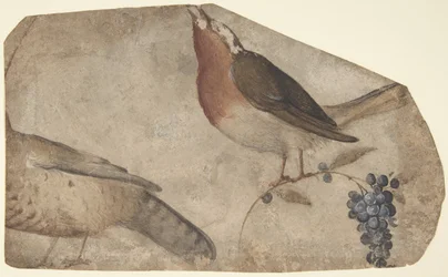 Bird Eating Grapes (recto), Tigress (verso)