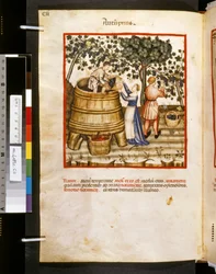 Theatrum sanitatis by Ububchasym de Baldach: 