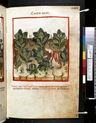 Theatrum sanitatis by Ububchasym de Baldach: 