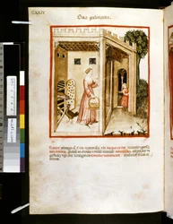 Theatrum sanitatis by Ububchasym de Baldach: 